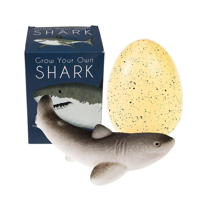 Ovo de Tubarão XL que Cresce na Água