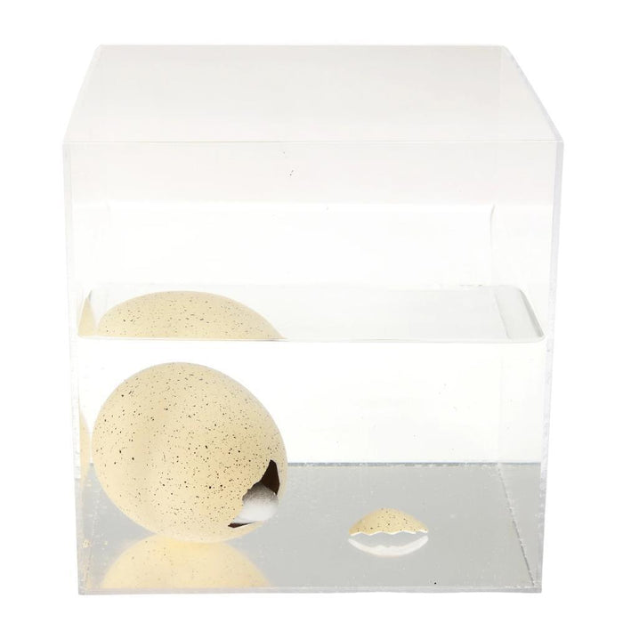 Ovo de Tubarão XL que Cresce na Água