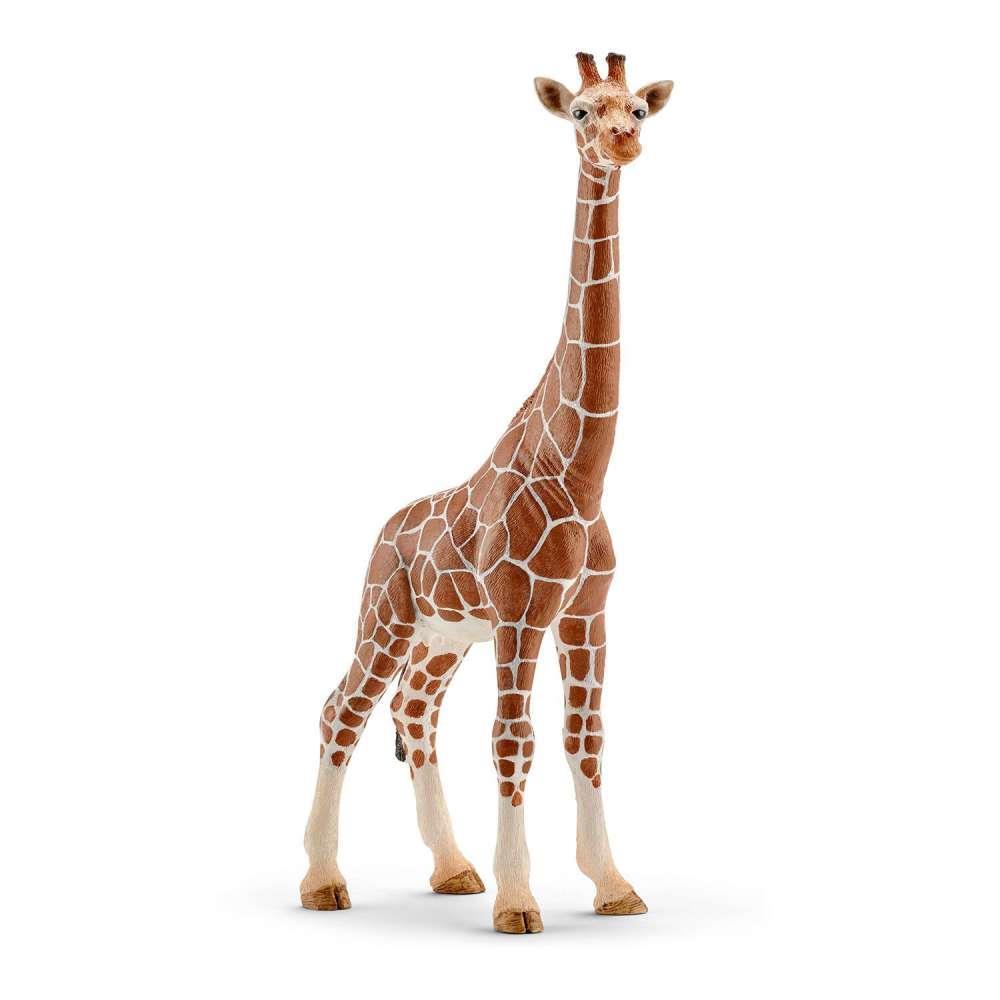 Female giraffe