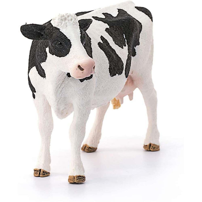 Holstein cow