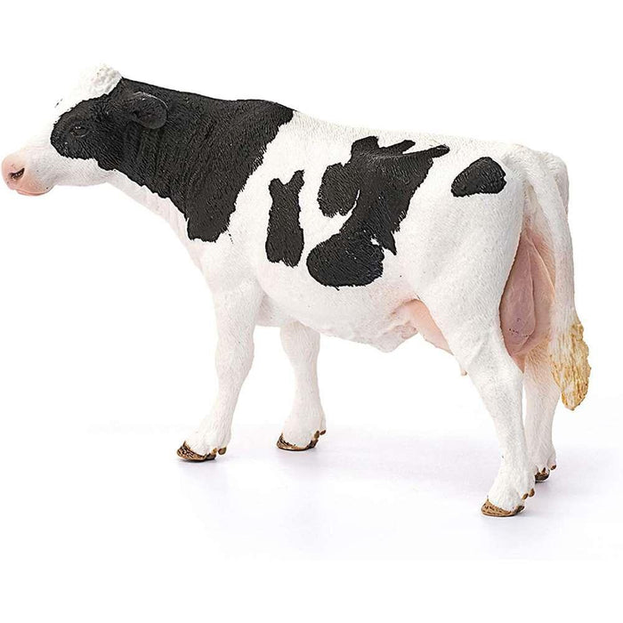 Holstein cow