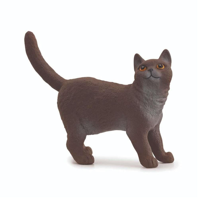 British Shorthair Cat
