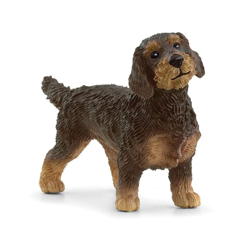Perro salchicha de pelo duro