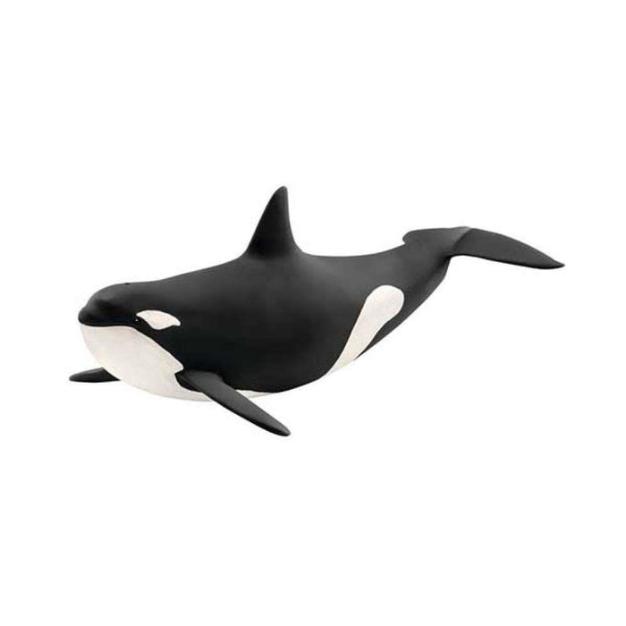 Orca