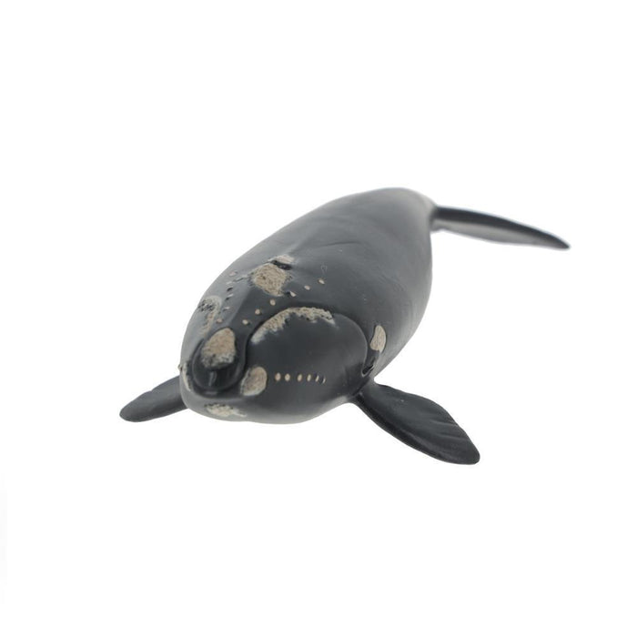 Baleia Franca-do-Atlântico-Norte