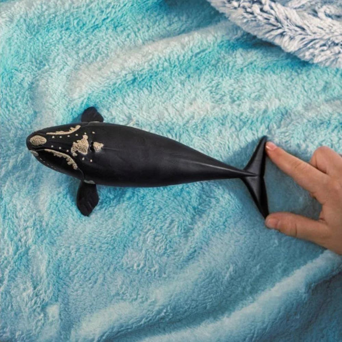 Baleia Franca-do-Atlântico-Norte