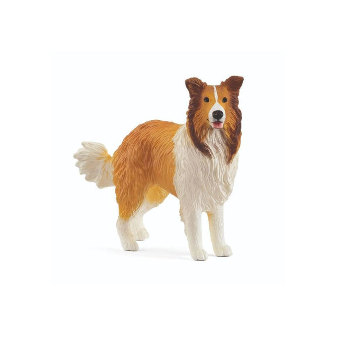 Cão Collie