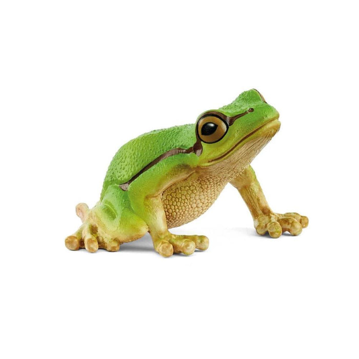 Rã-Arborícola Europeia