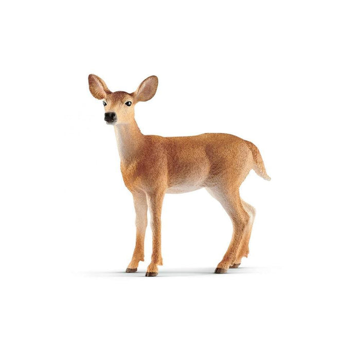 Cervo de Cauda Branca Fêmea