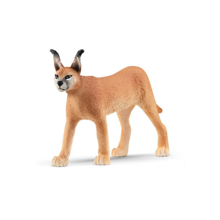 Caracal Fêmea