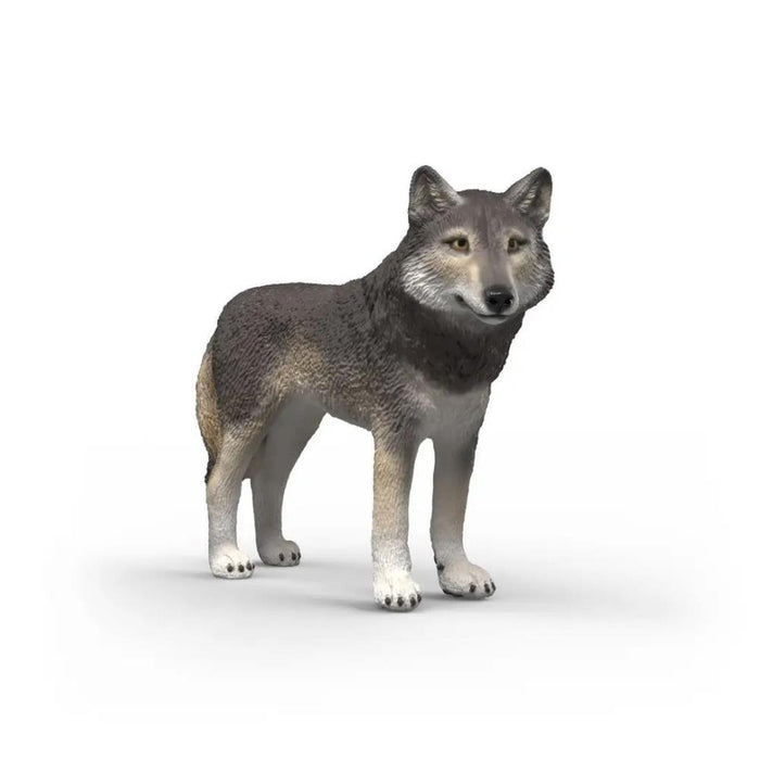 Lobo Americano