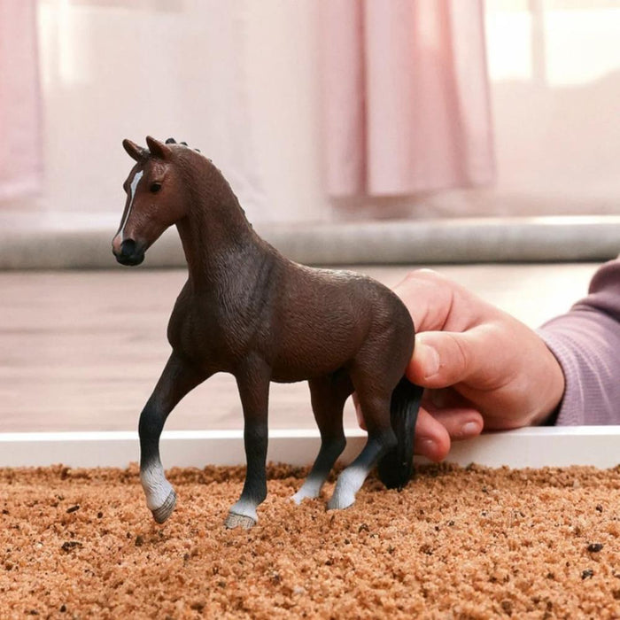 Cavalo Holandês KWPN