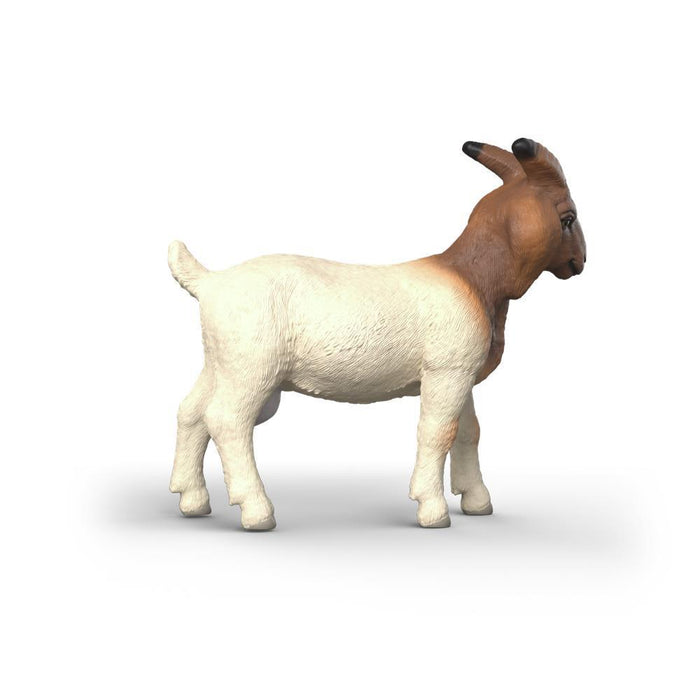 Cabra Boer