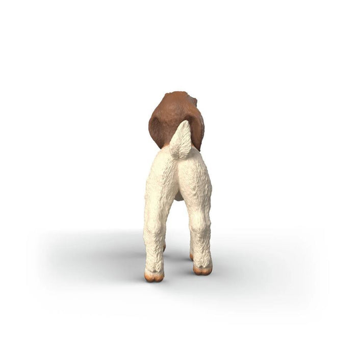 Cabra Boer Cria
