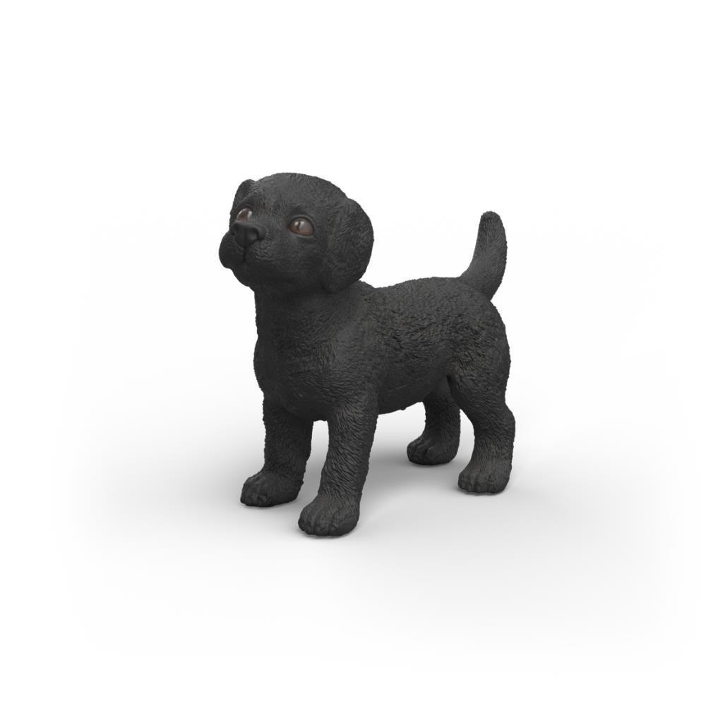 Labrador Retriever Preto Cria