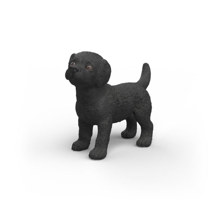 Labrador Retriever Preto Cria
