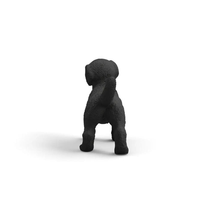 Labrador Retriever Preto Cria