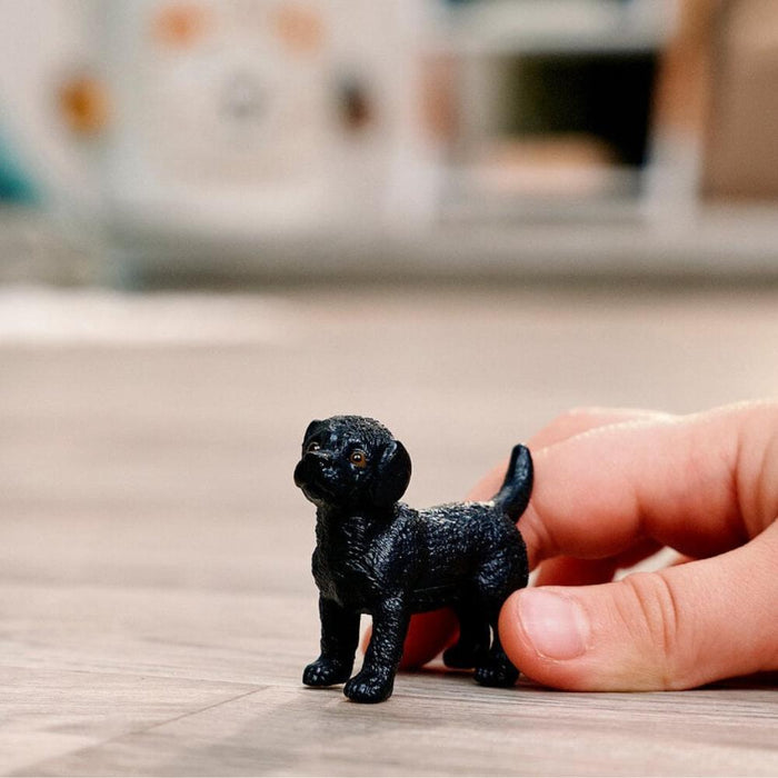 Labrador Retriever Preto Cria
