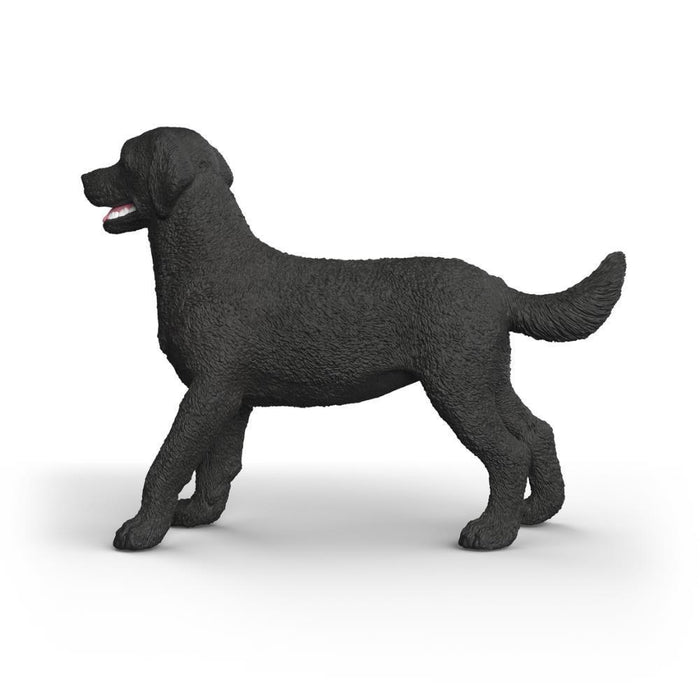 Labrador Retriever Preto Fêmea