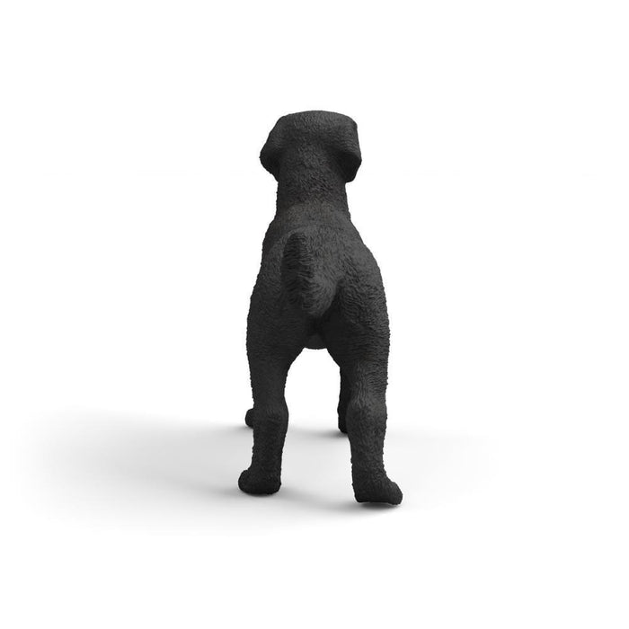 Labrador Retriever Preto Fêmea