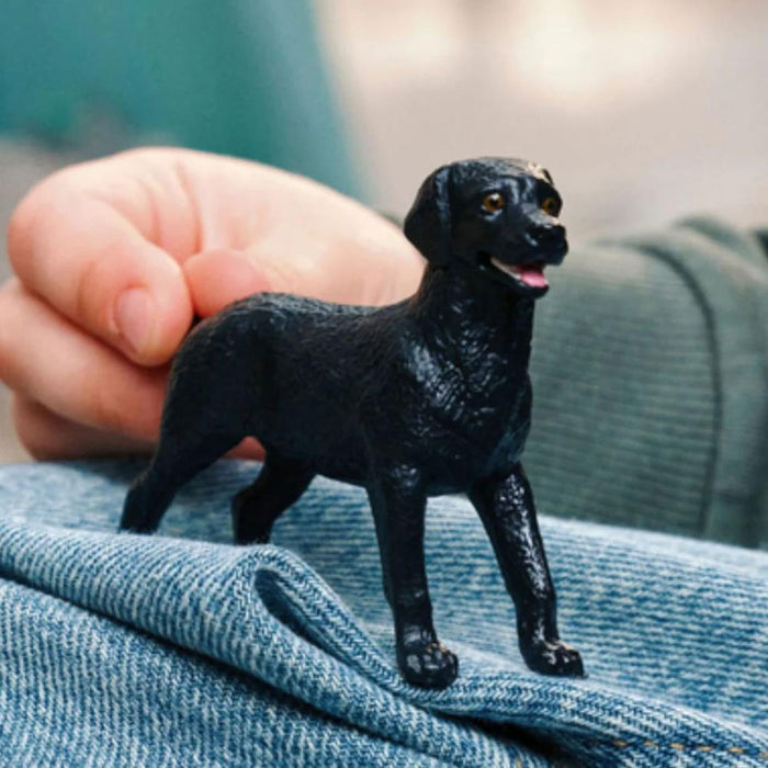 Labrador Retriever Preto Fêmea